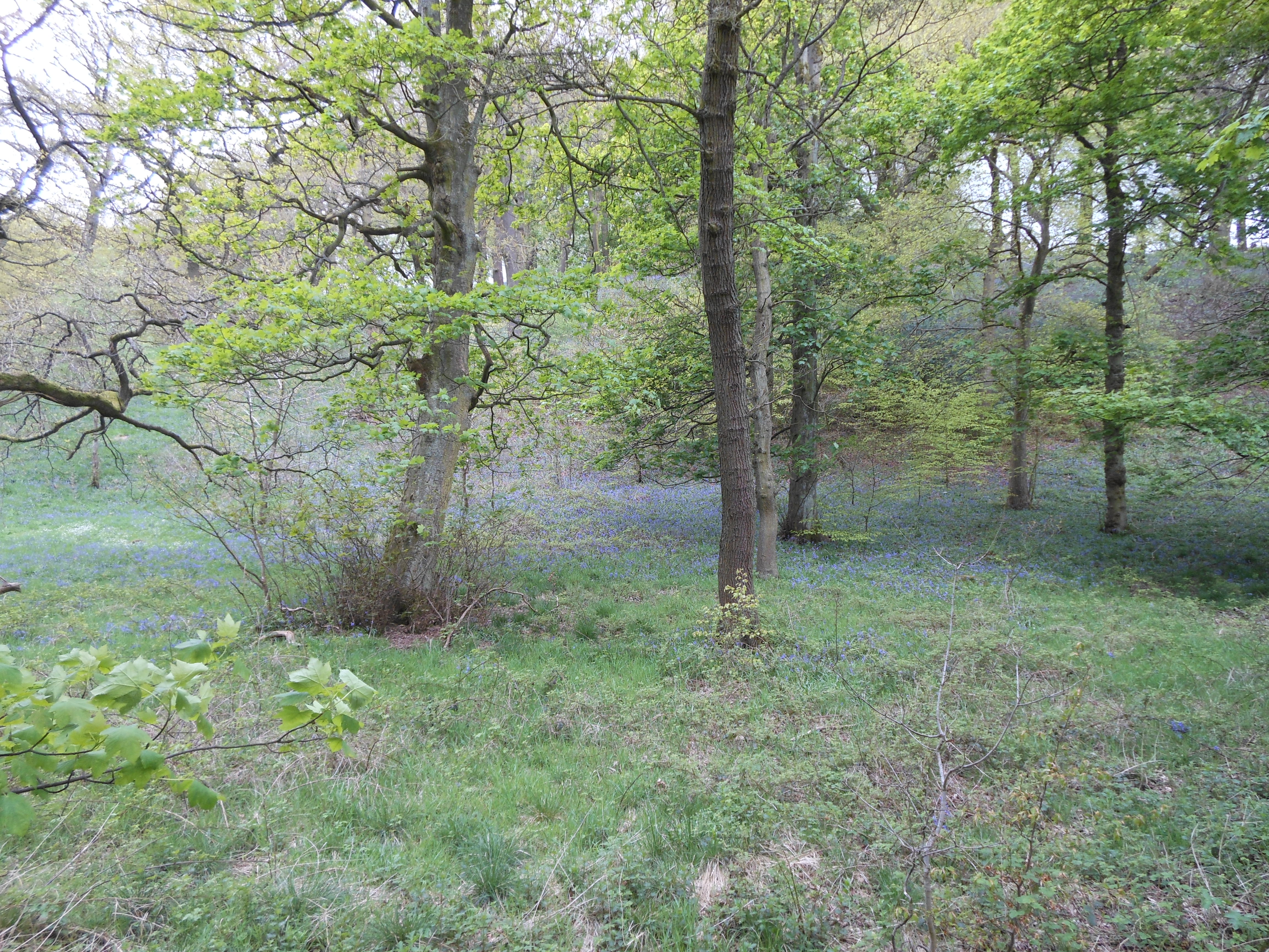 Well Dressings Bakewell